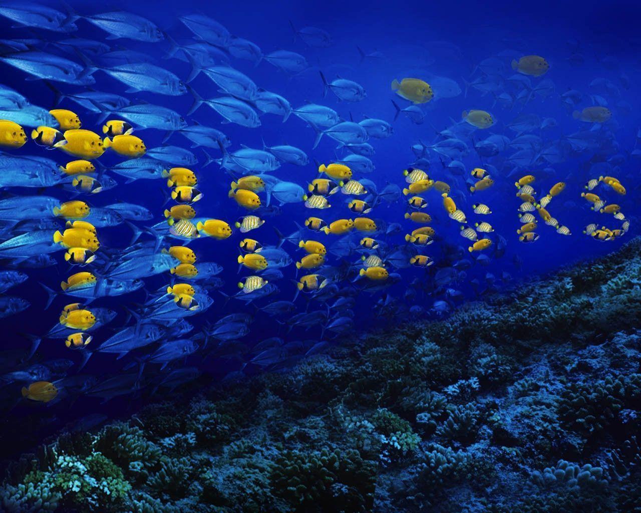 🔥 Download Fish Desktop Background by @sarad | Fish Desktop Backgrounds