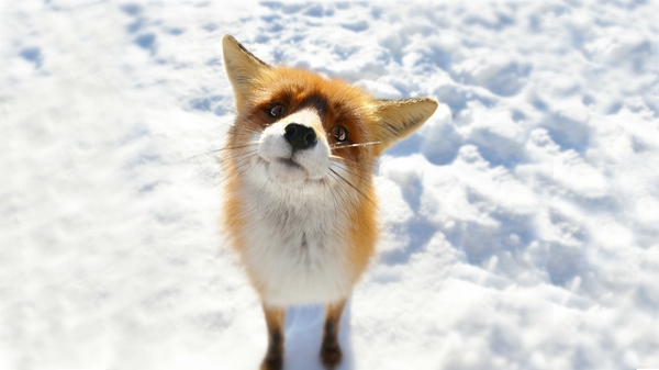 snowanimalsfoxes snow animals foxes Snow Wallpapers Desktop
