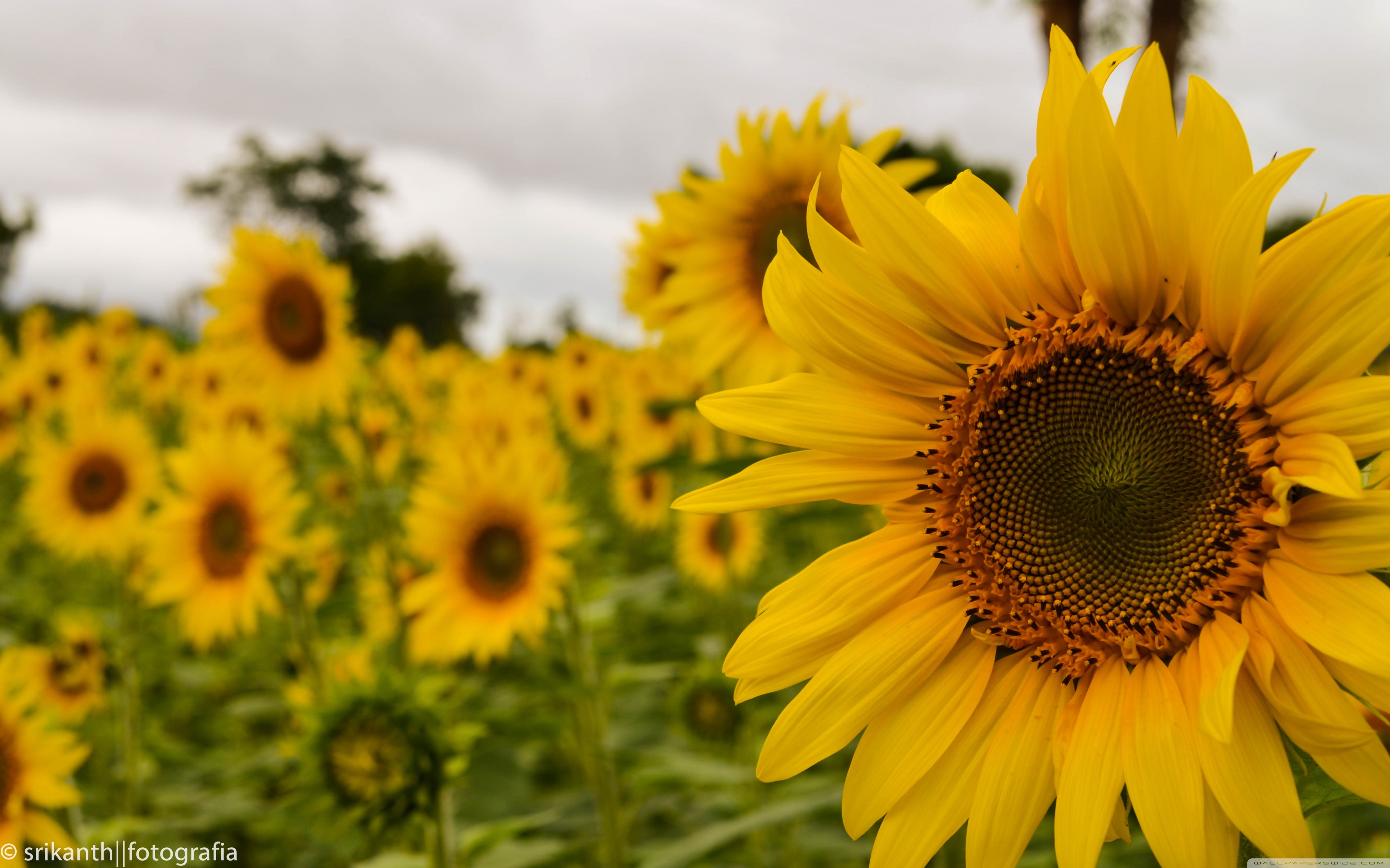 Yellow Mellow Sunflower 4k HD Desktop Wallpaper For