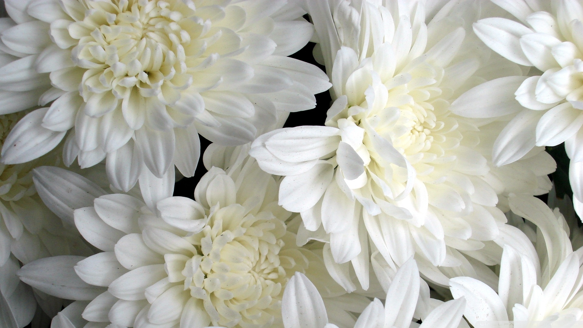 White Flowers Wallpaper