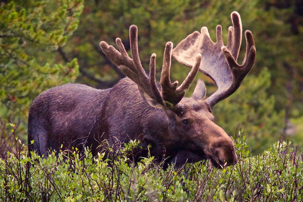 Moose Dangerous Animal Attacksnews Beautiful Pictures Bull