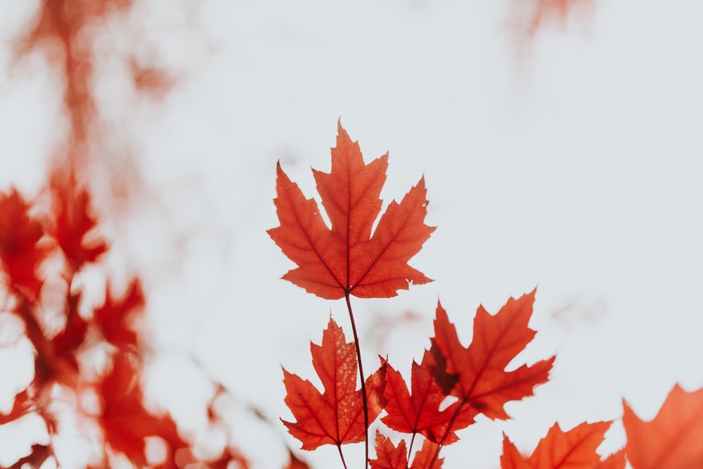 Maple Leaf Pictures HD Image