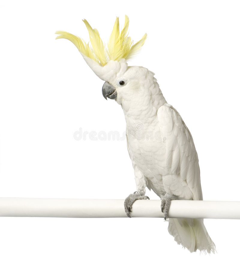 Yellow Crested Cockatoo In Front Of A White Background