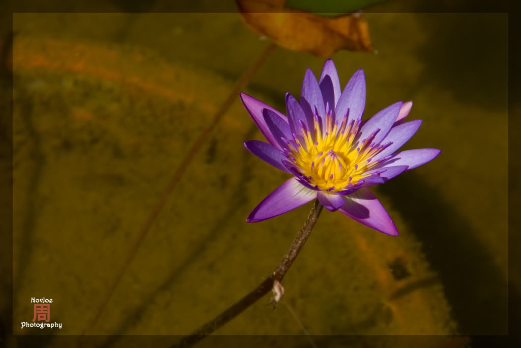 Purple Lotus Flower Graphics Pictures Images for Myspace Layouts