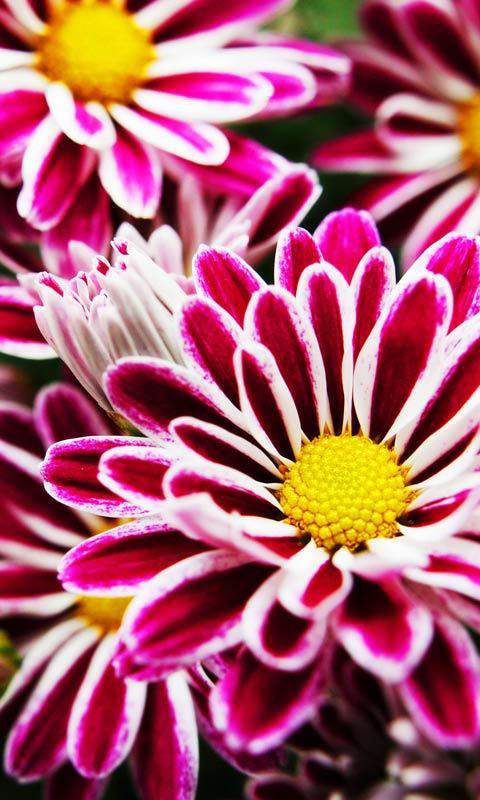 red flower cell phone wallpapers 480x800