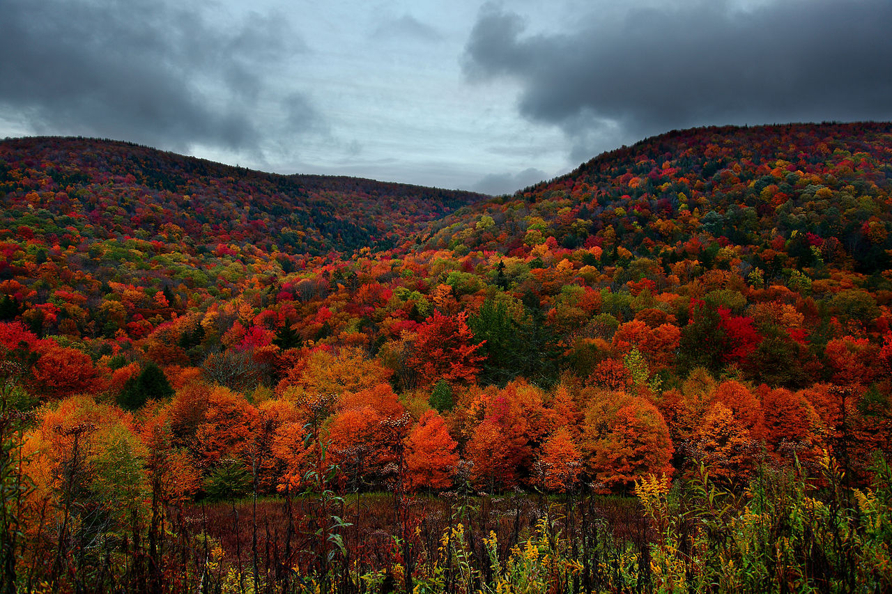 File Autumn Mountain Foliage Virginia Forestwander Jpg Wikimedia