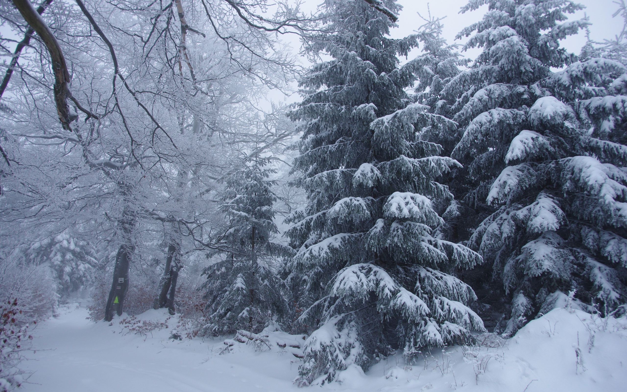 Winter Forest Trees Snow Landscape Wallpaper For