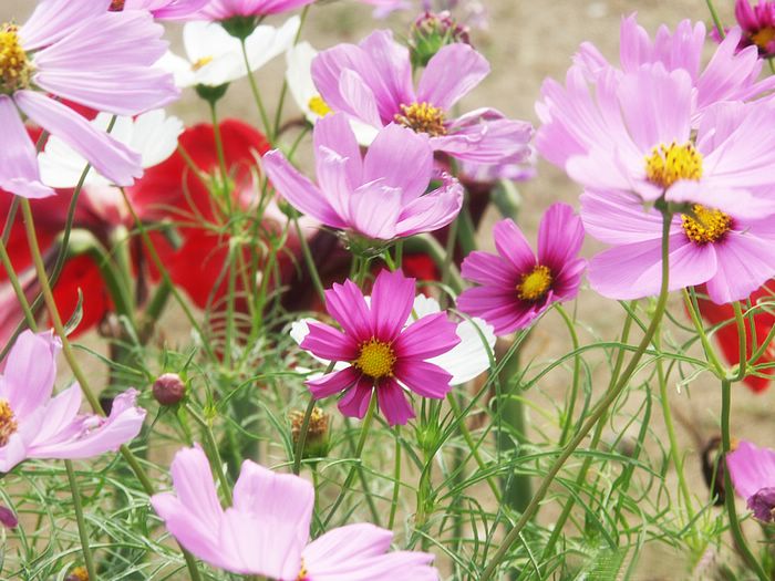 Flowers For Flower Lovers Cosmos Wallpaper