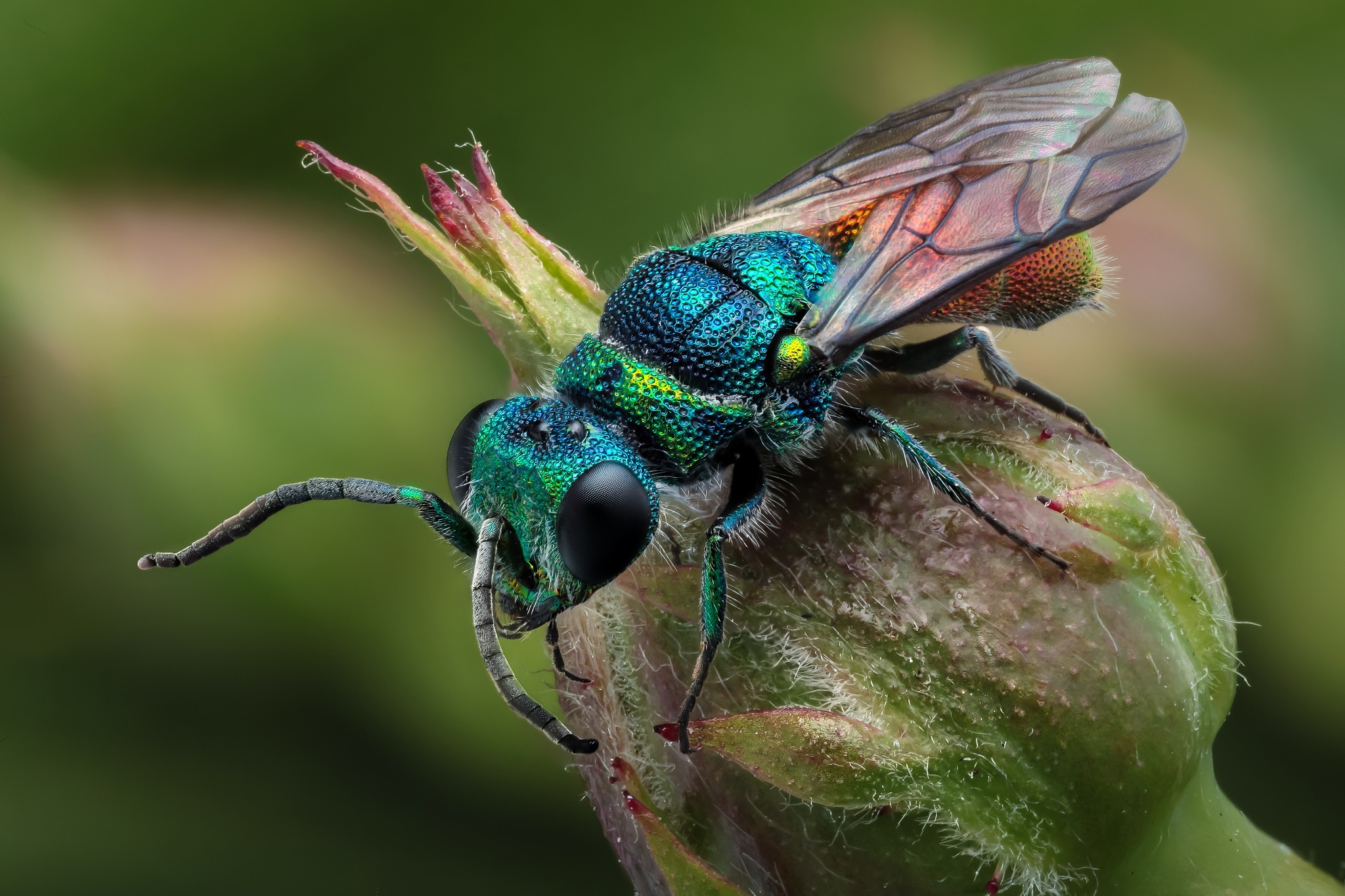 Insect Desktop Wallpaper