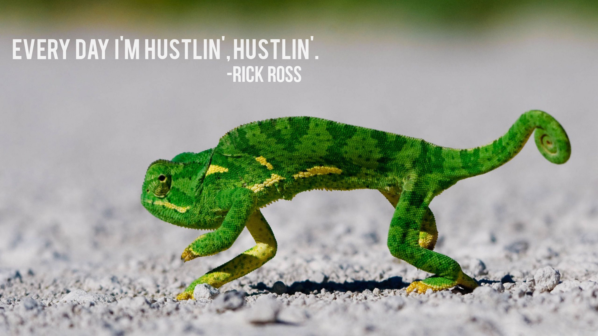 Hustlin Chameleon Lizard Rap Hip Hop Humor Funny Wallpaper Background