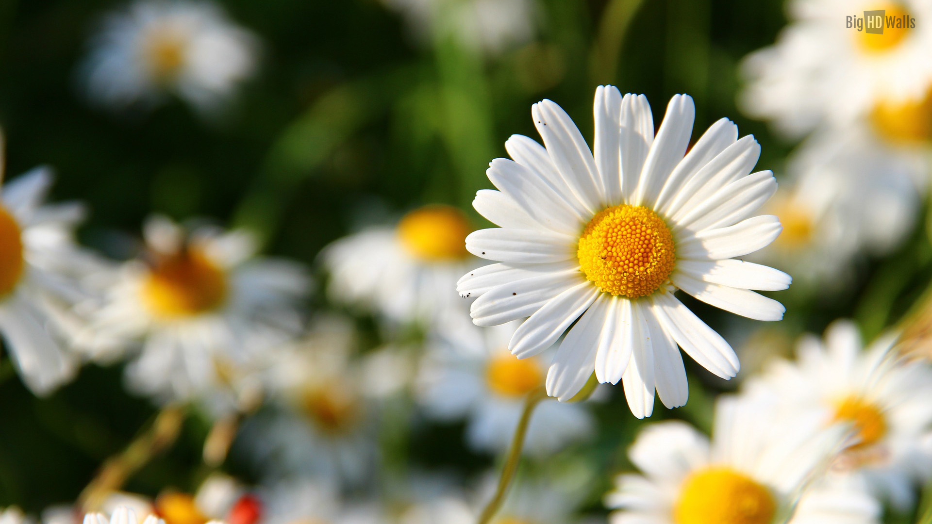 Daisy Flower Desktop Background
