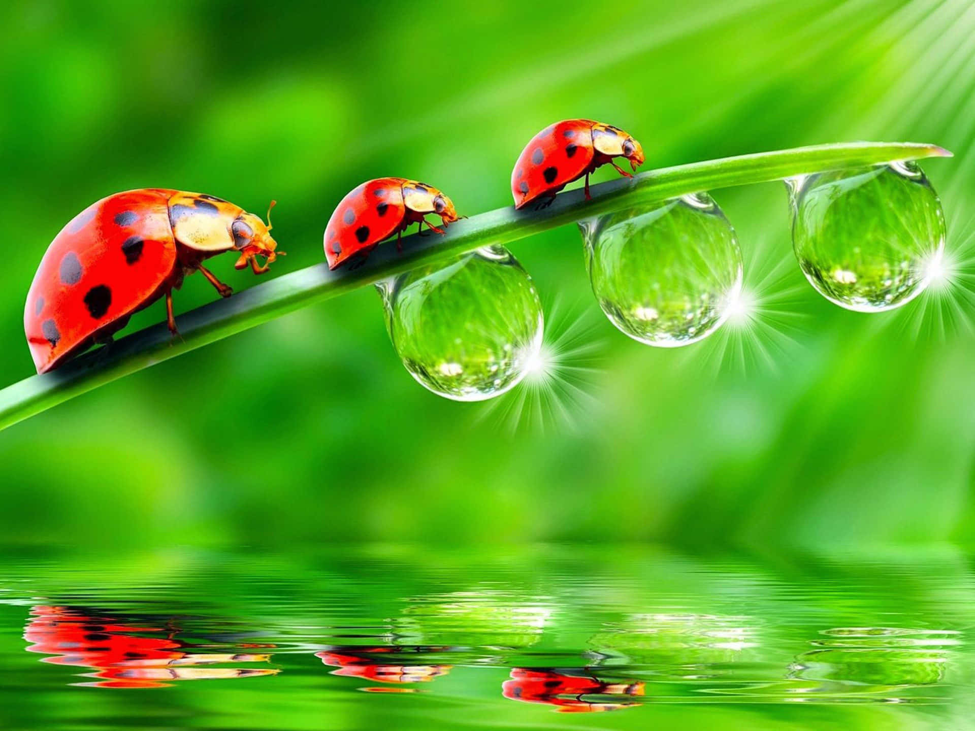 The Life Of Insects Gt5gmekfnzgl7r8k Wallpaper
