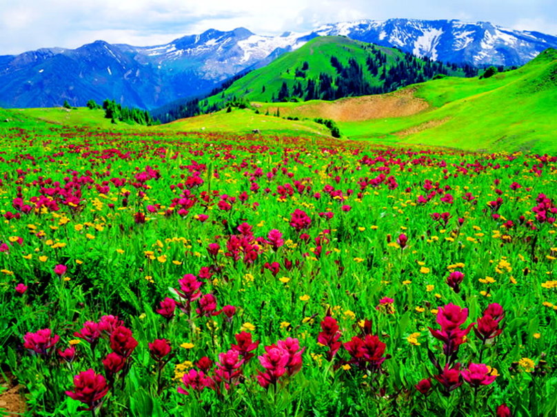 Floral mountain meadow wallpaper