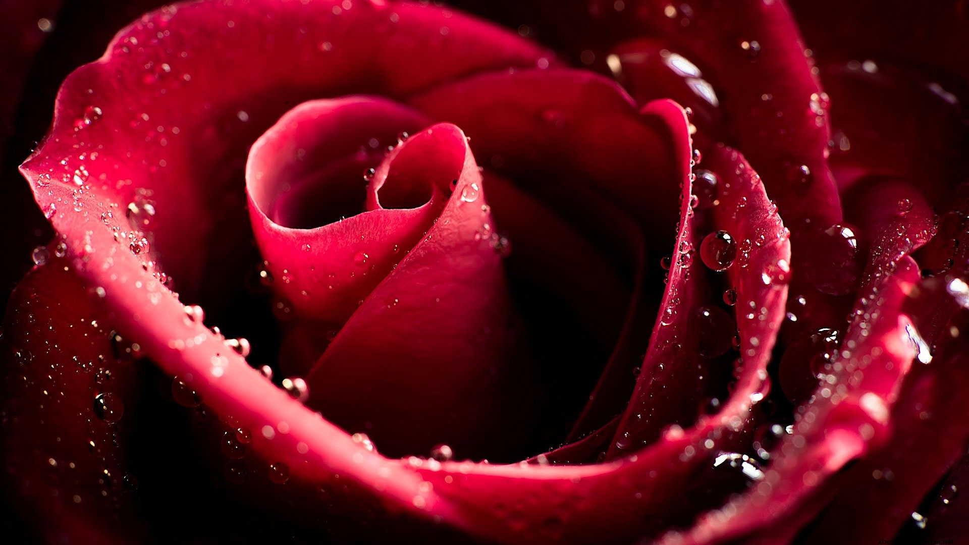 Flower Rose Burgundy Drops Wallpaper Photo HD 1080p