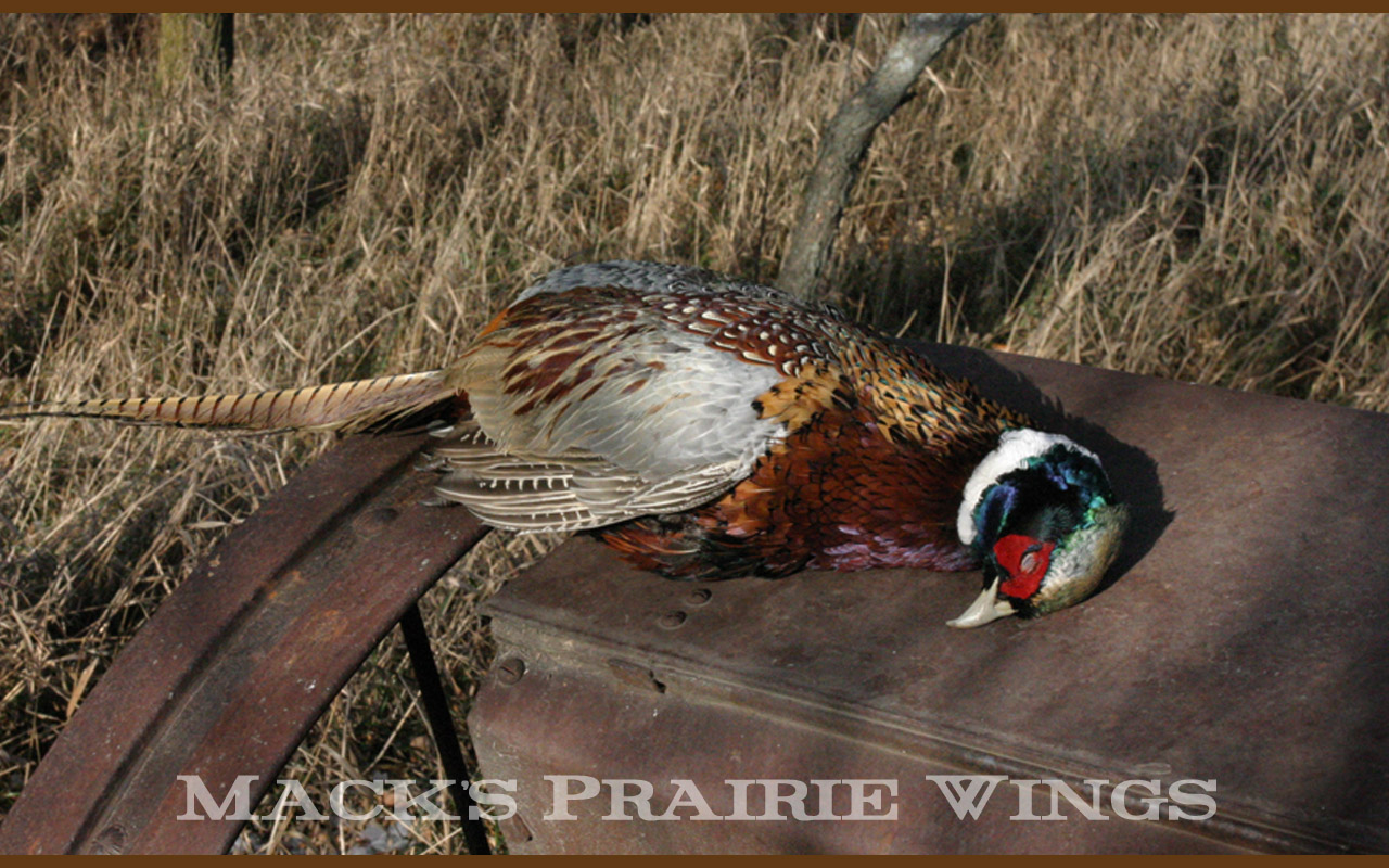 Pheasant Hunting Wallpaper X