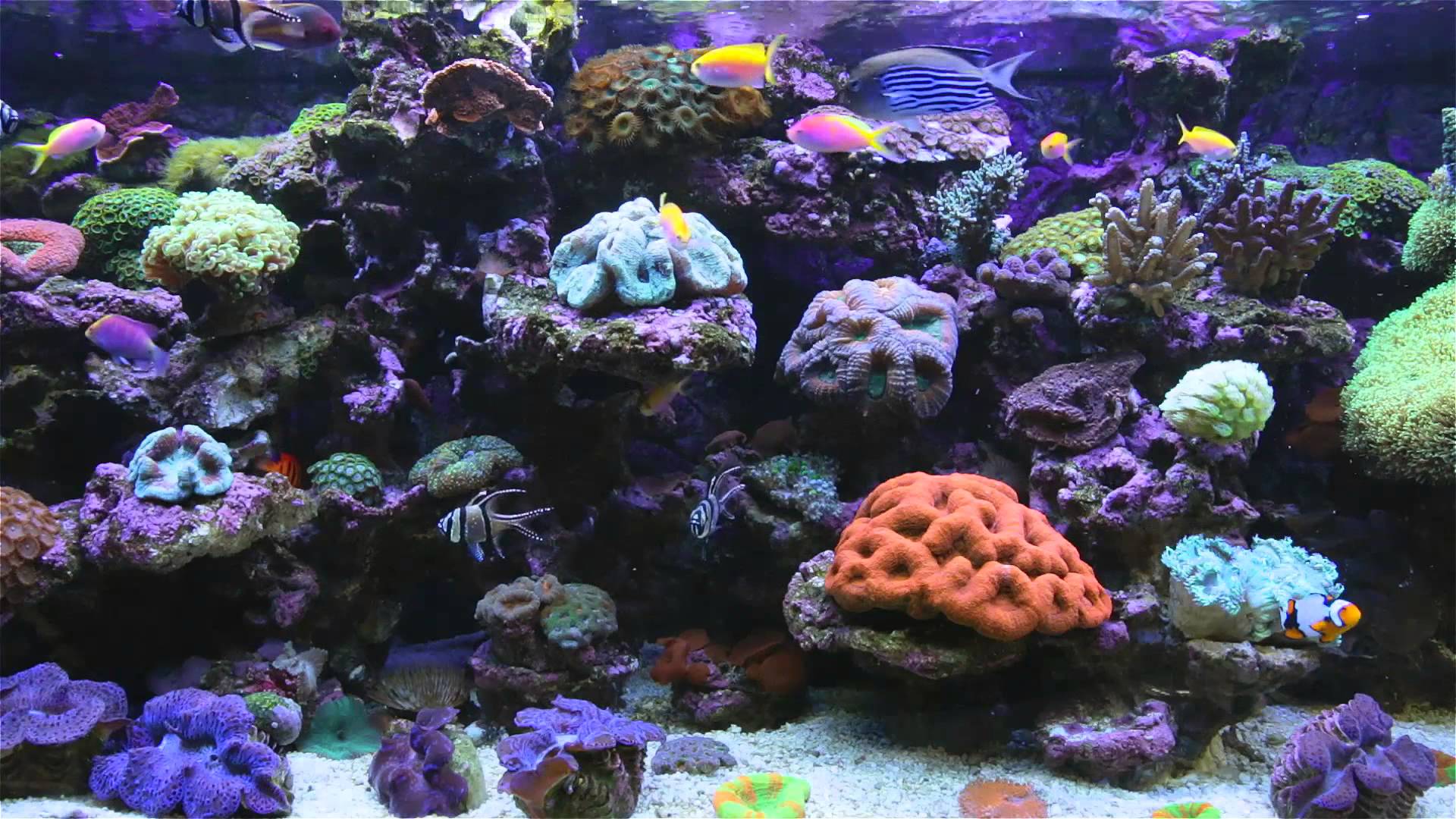 Amazing Marine Aquarium Screensaver