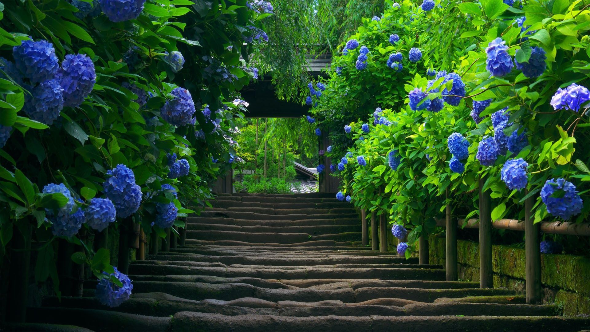 Wallpaper And Background Stairs Blue Flowers Desktop