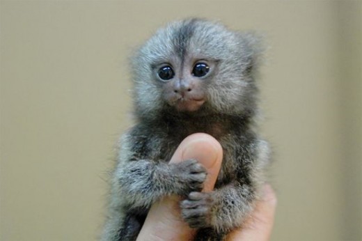 Finger Monkey Pictures Too Small To Be Real Pieway