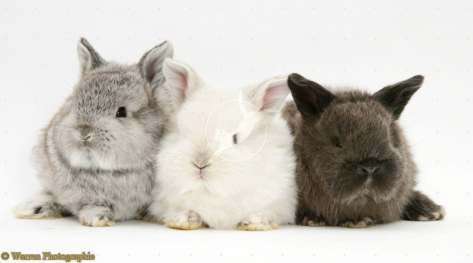 Cute Bunnies Wallpaper