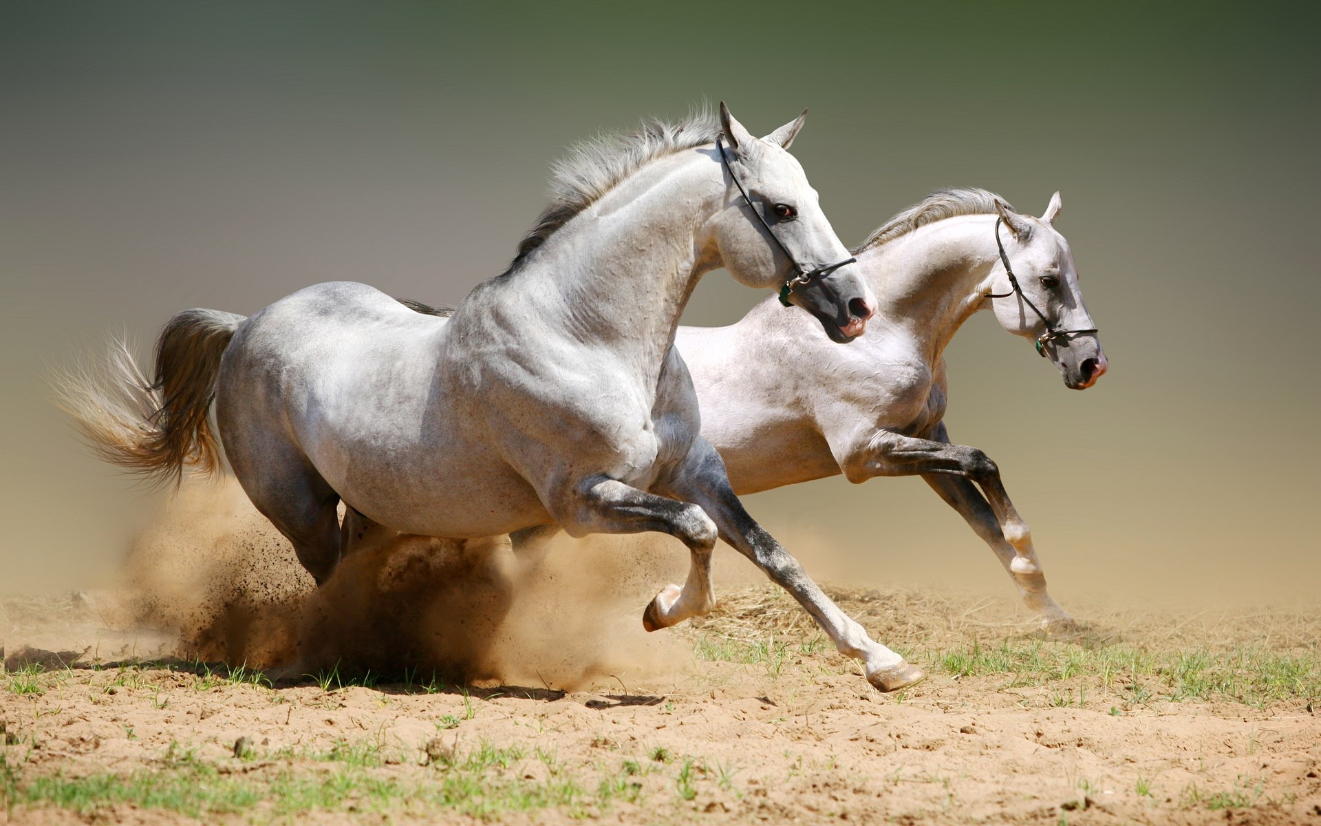1920x1200 Arabian Horse Running HD Desktop Wallpapers Cool Images