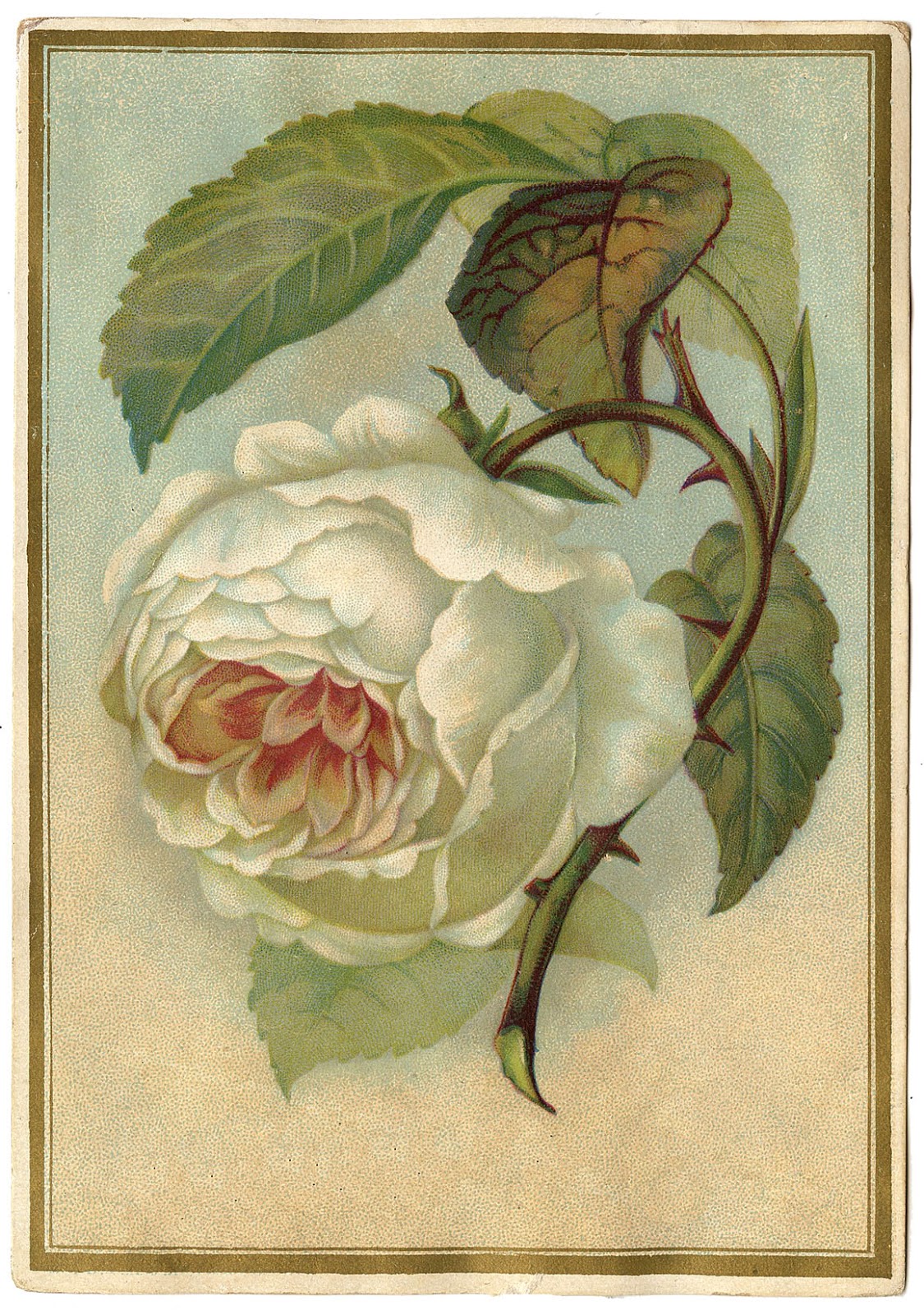 Antique Image White Cabbage Rose The Graphics Fairy