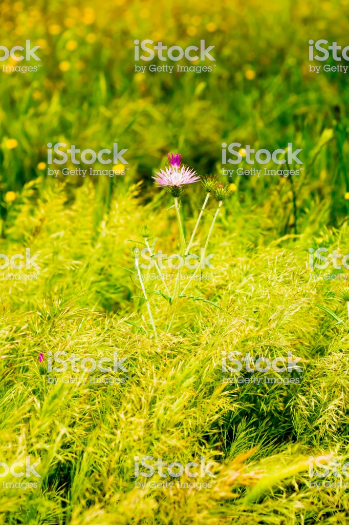 Flower With Unfocused Wheat Field Background Stock Photo