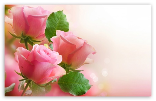 Light Pink Roses wallpaper