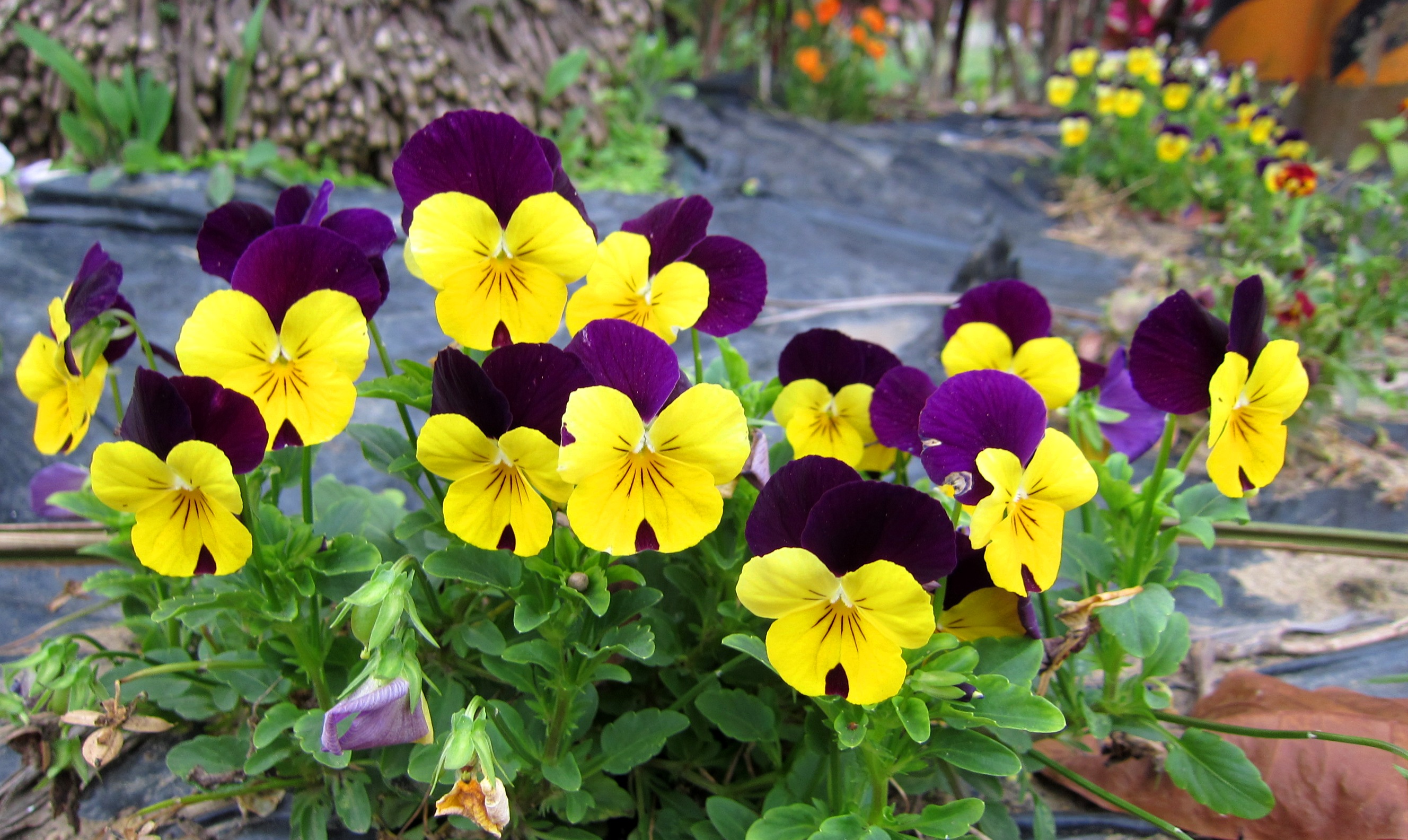 Free download Pansy wallpaper ForWallpapercom [2656x1584] for your