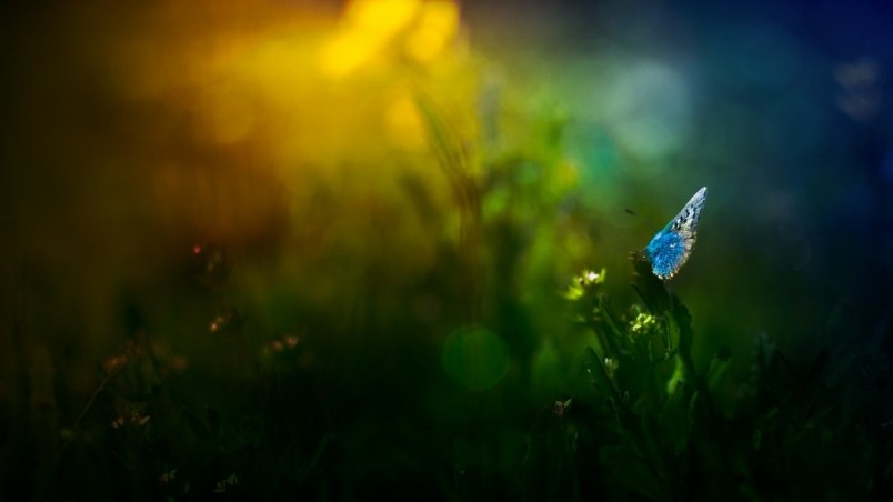 Blue Butterfly On Grass HD Wallpaper Wallpaperfx