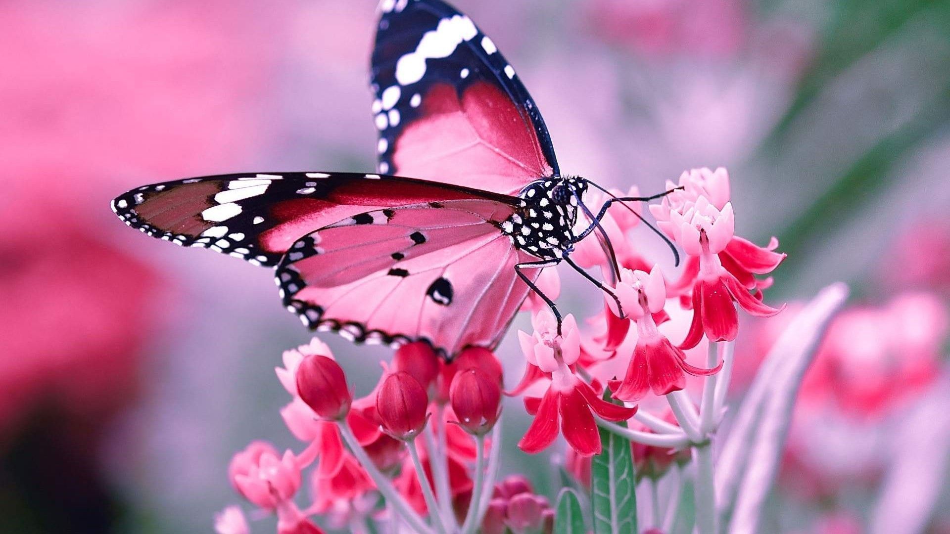 Pink Butterfly Desktop Wallpaper Top