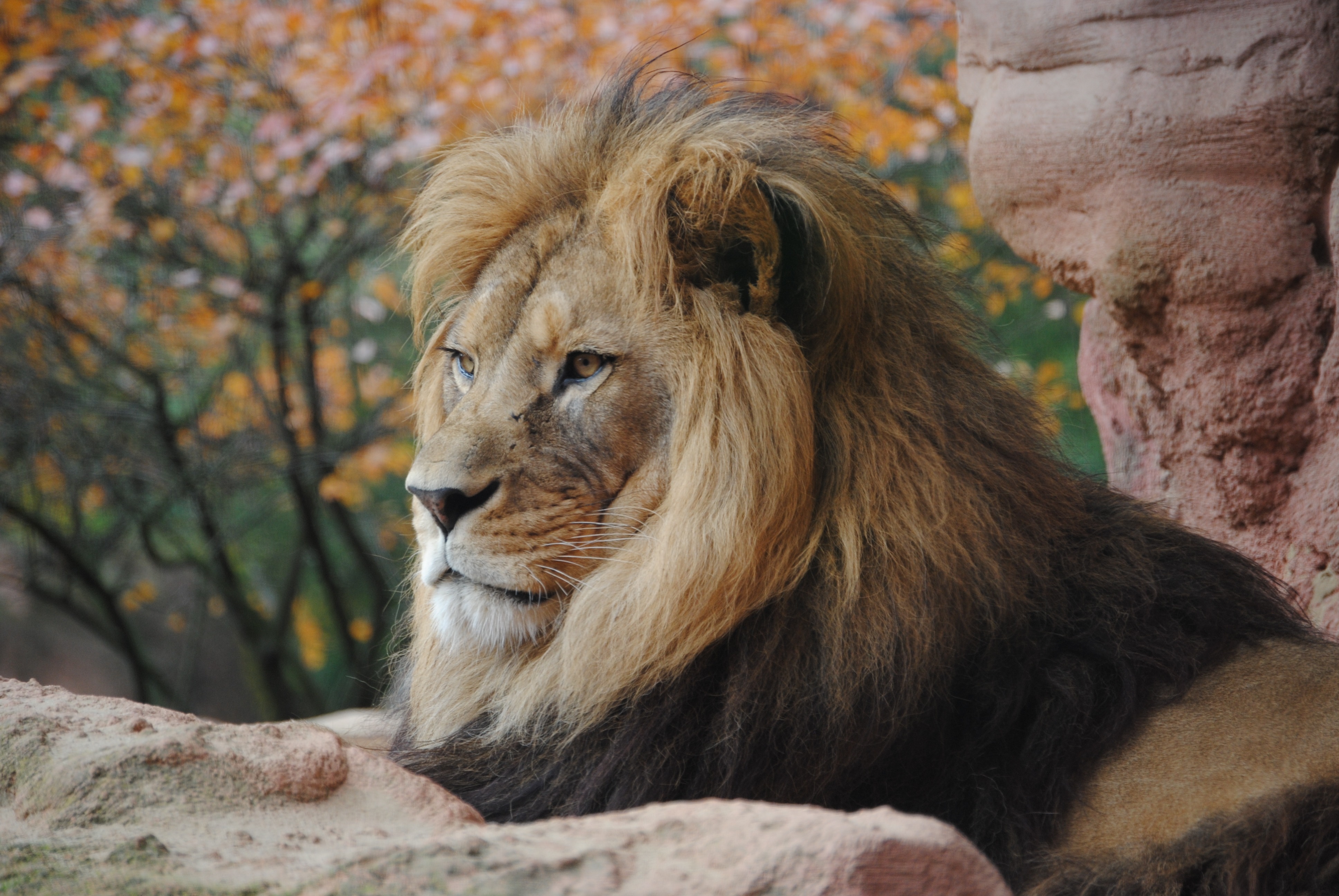 Majestic Male Lion Portrait in Autumn Setting