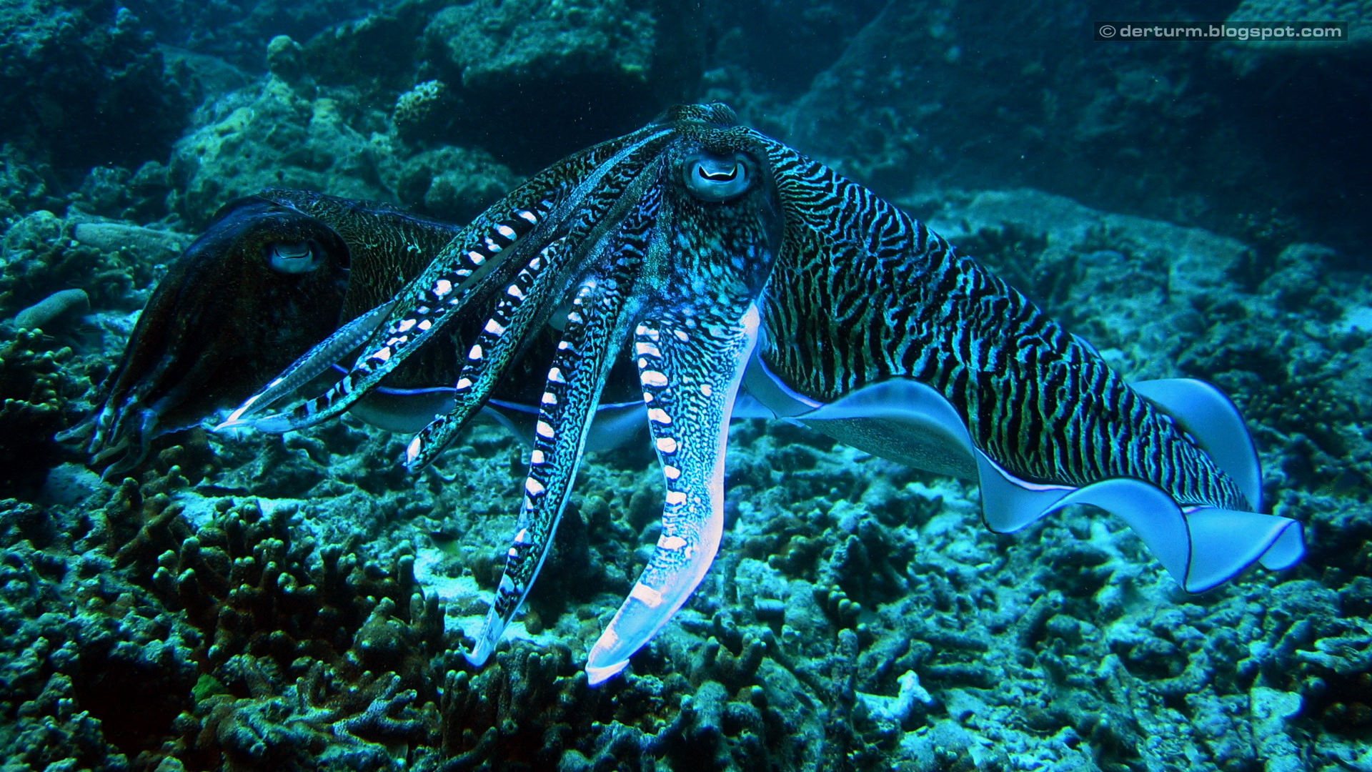 Underwater Octopus Squid Ocean Sea Wallpaper Background
