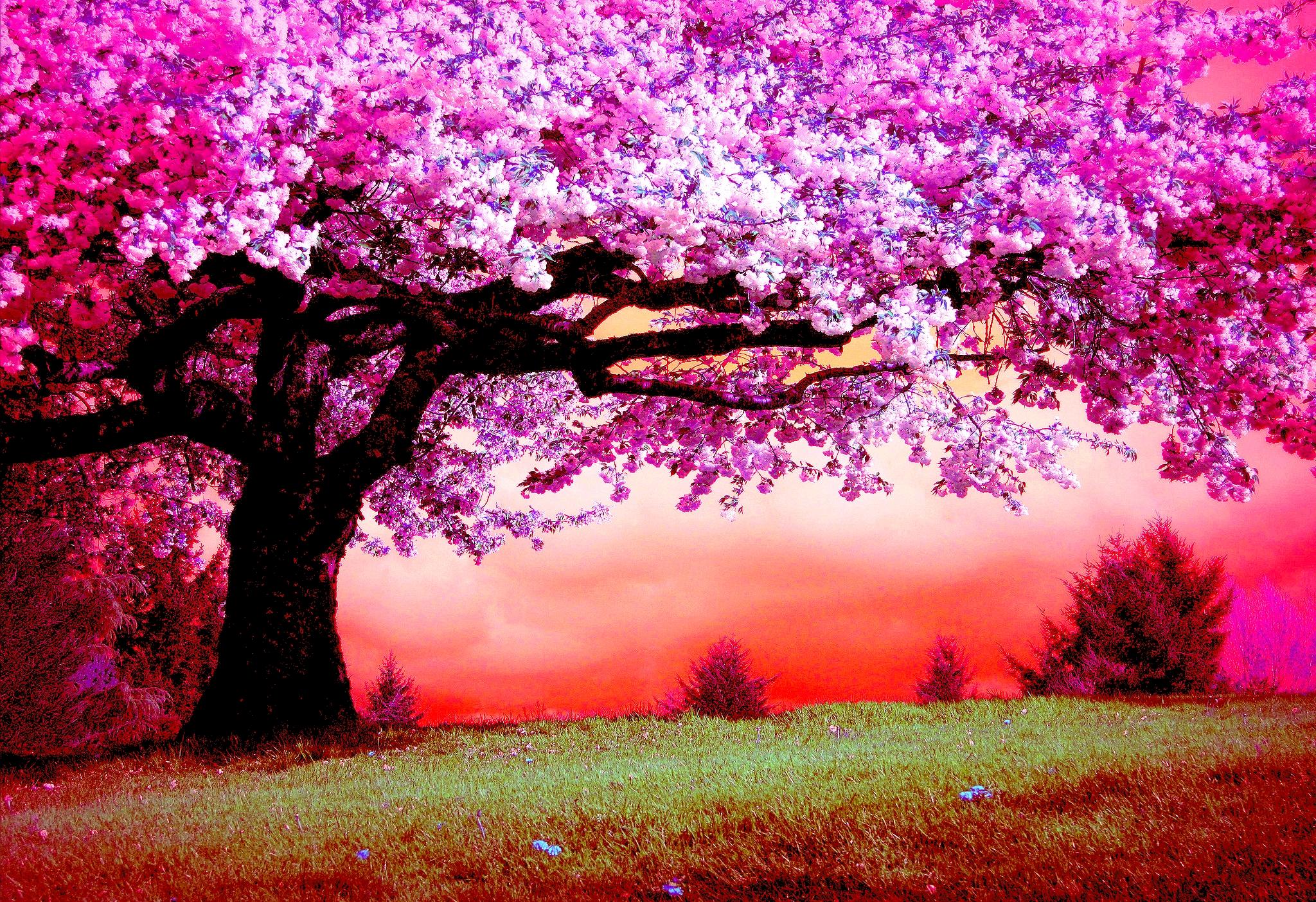Pink Trees Puter Wallpaper Desktop Background