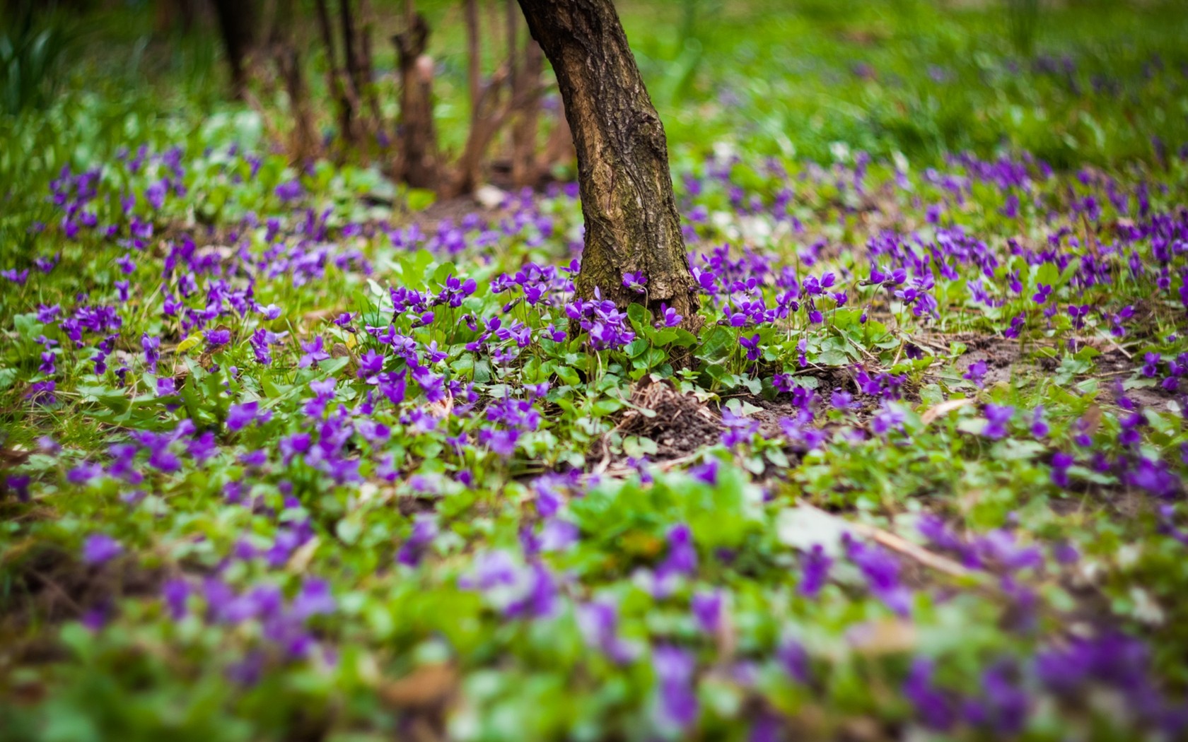 Purple Flowers Garden HD Wallpaper Background