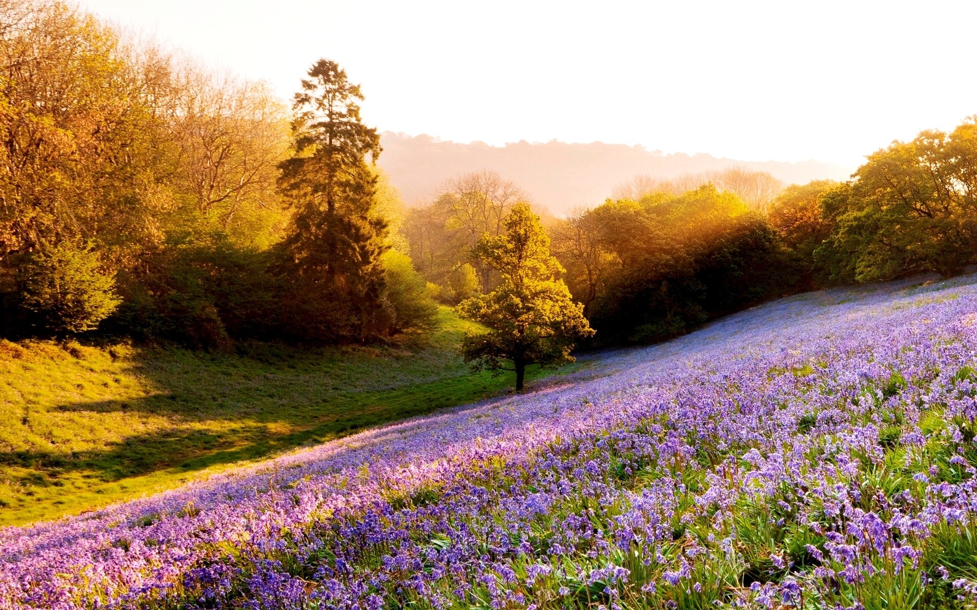 Wildflower Wallpaper