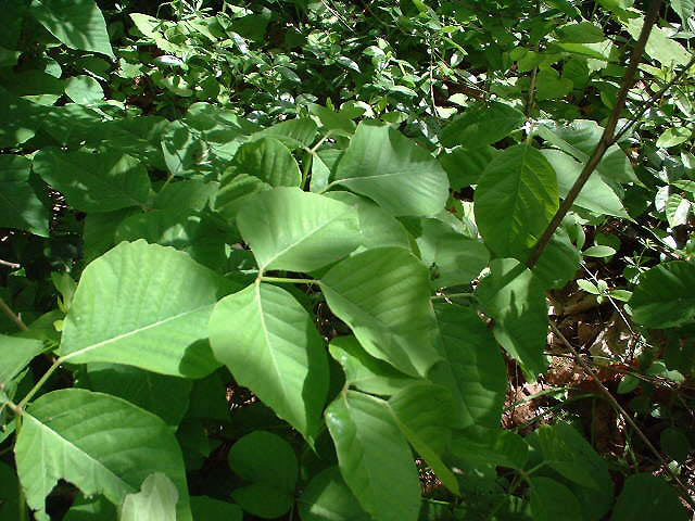 poison ivy vines on trees Is This Poison Ivy