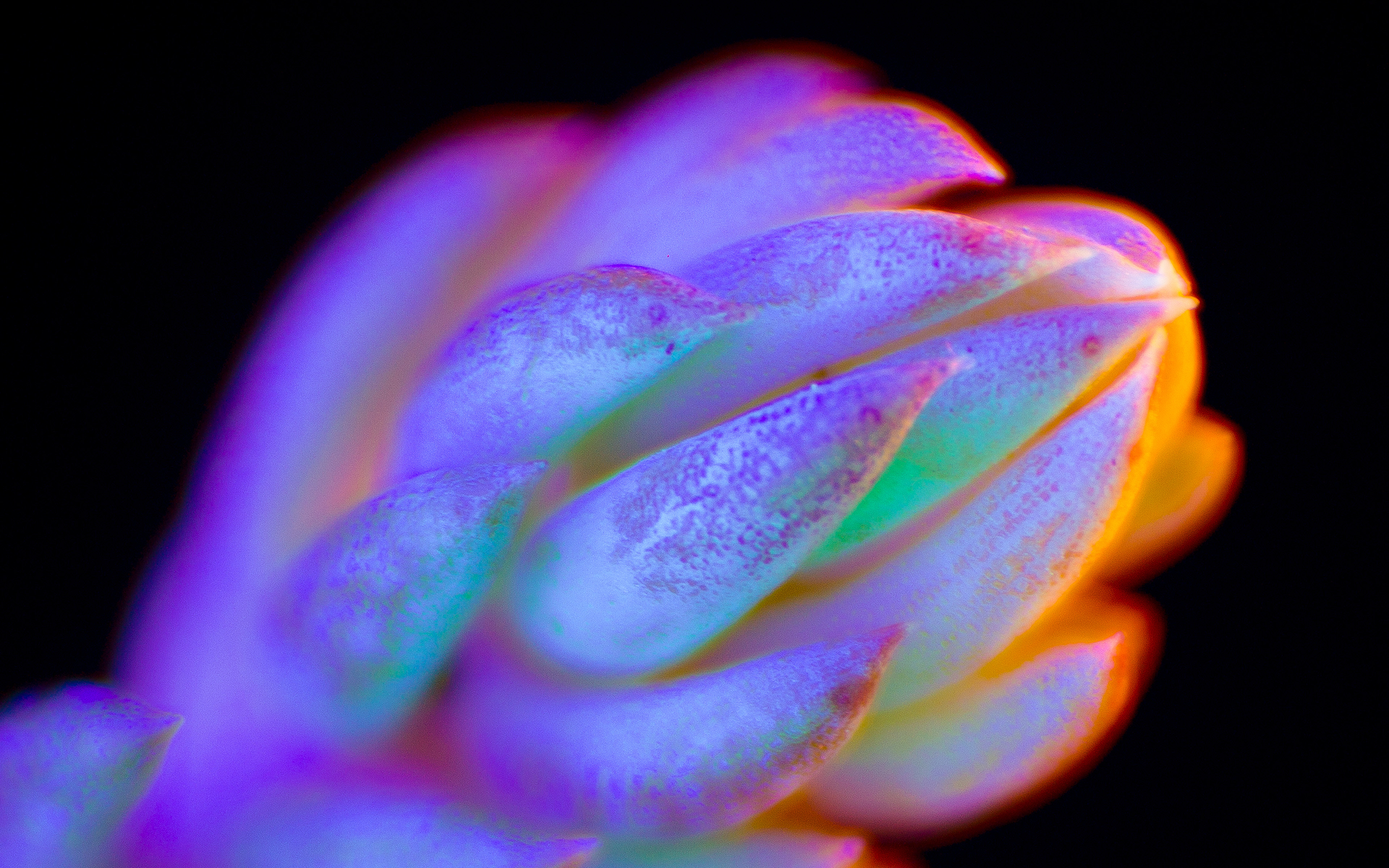 Neon Creature Dark Color Flower Art 4k HD Wallpaper Epic And