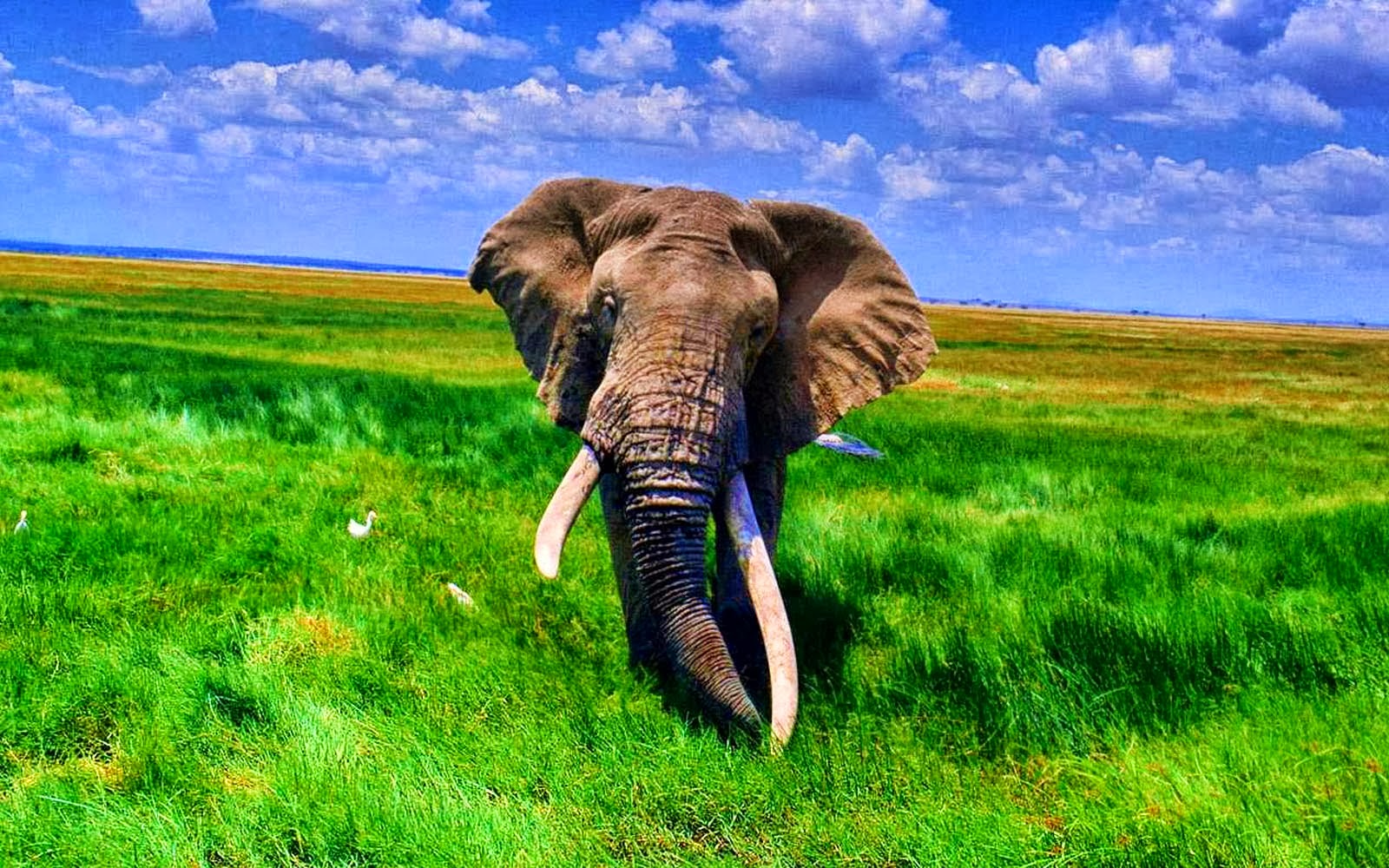 African Elephants HD Wallpaper