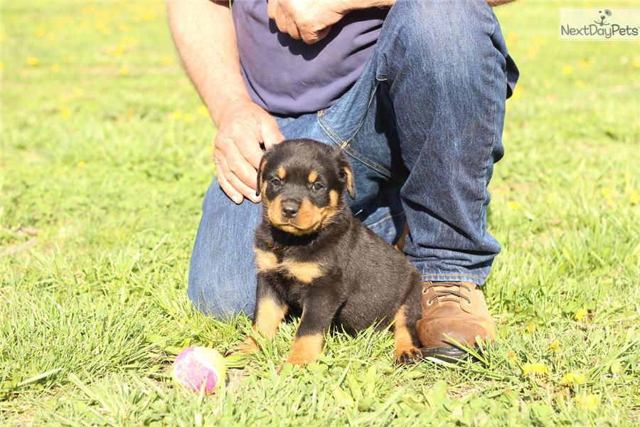 With Rottweiler Puppy Dog Picture Cute And Funny Pet Wallpaper