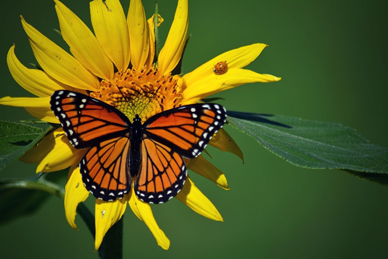 Butterfly Photography Wallpaper