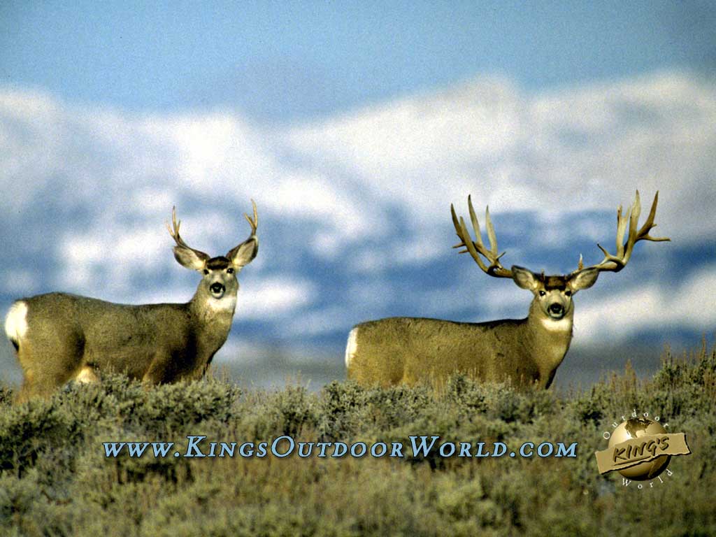 Wide Mule Deer Sheds Wallpaper Image Size