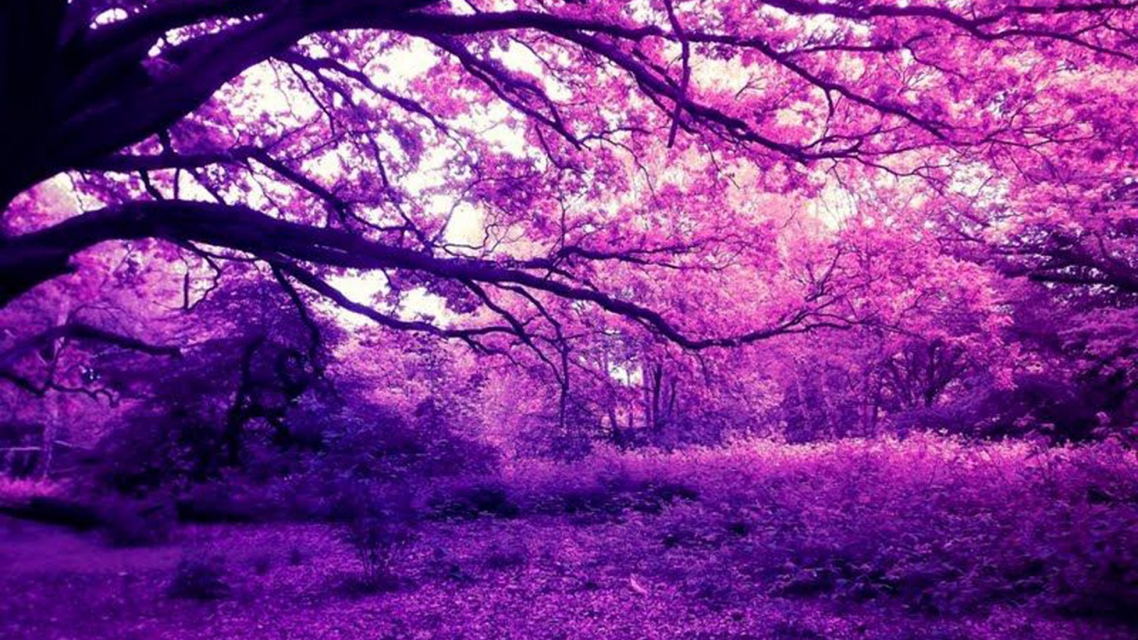 Purple Scenery Trees Forest Plants HD Nature Wallpaper
