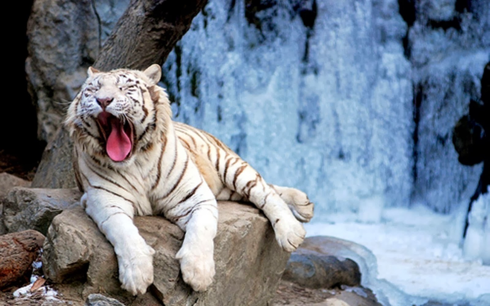 White Tiger Desktop Background Photos
