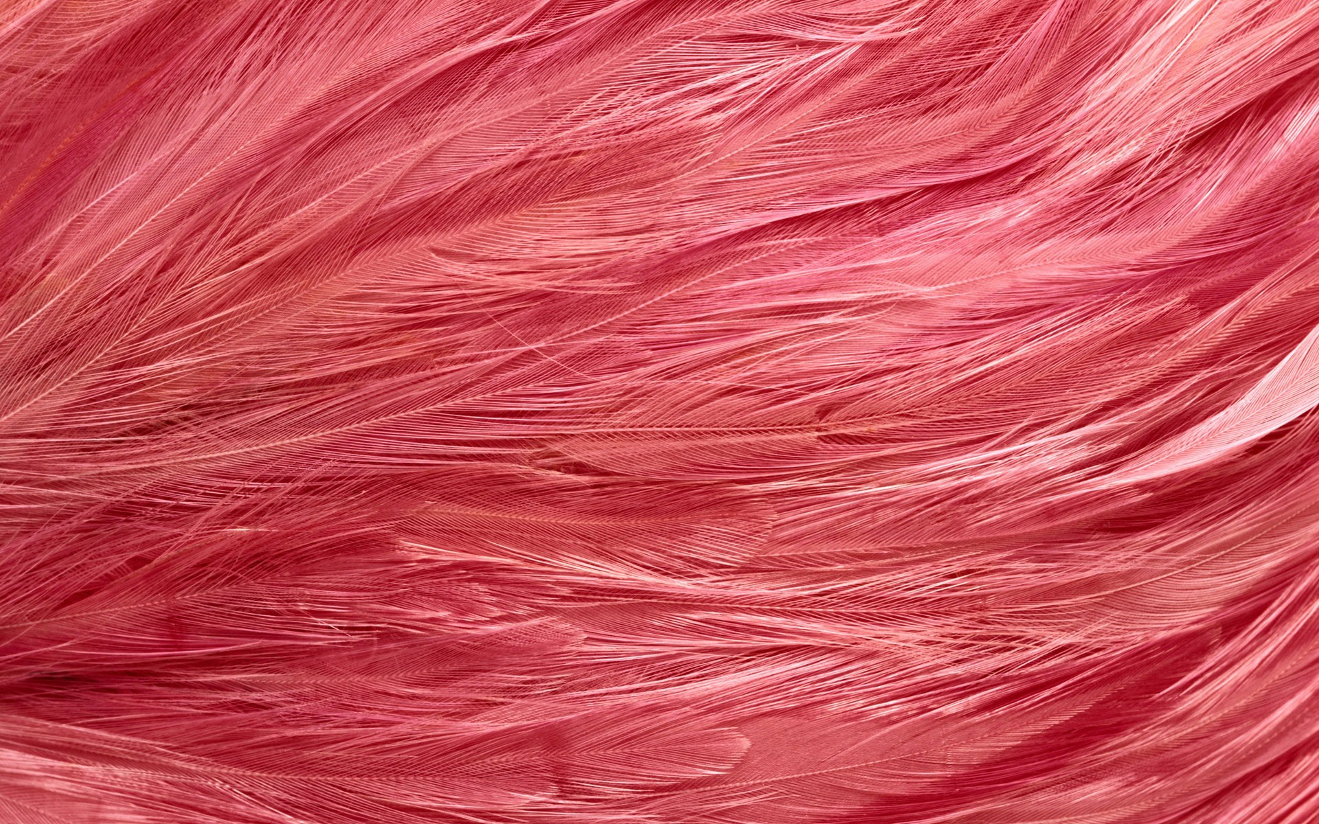 The Pink Feathers Wallpaper iPhone