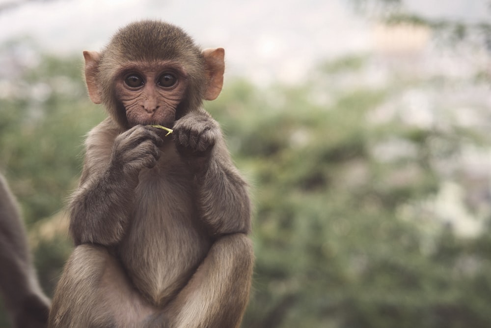 Best 500 Monkey Pictures [HD] Download Free Images Stock