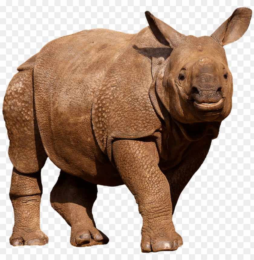 Free download animals wild animals rhino panzer thick skin zoo animals png  [840x859] for your Desktop, Mobile & Tablet | Explore 55+ Rhino Background  | Warframe Rhino Wallpaper,