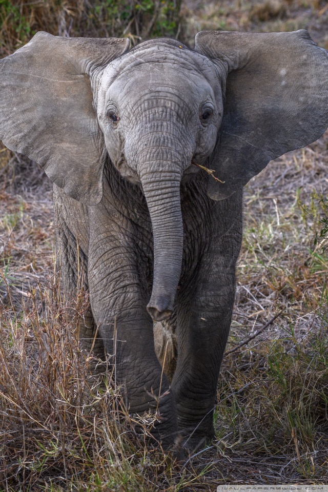 Baby African Elephant Ultra HD Desktop Background Wallpaper For 4k