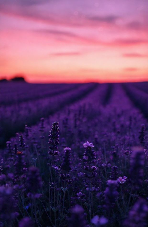 Purple Aesthetic Wallpaper