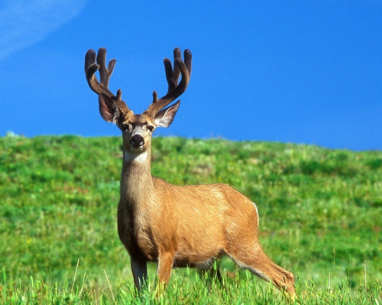 Wallpaper Added On Category Deer S Tags
