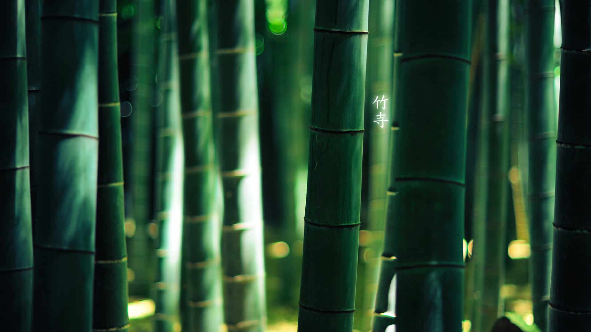 HD Bamboo Wallpaper